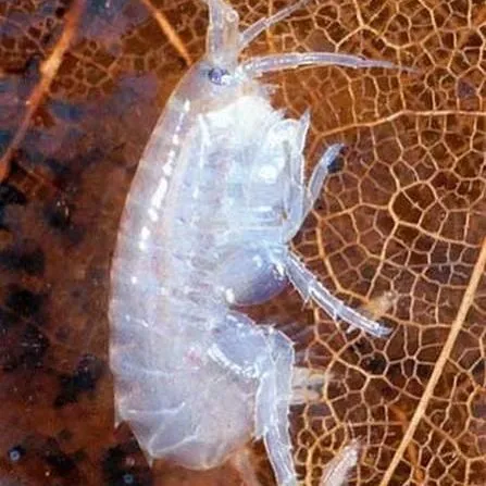 thumbnail for publication: Terrestrial Amphipods or Lawn Shrimp (Crustacea: Amphipoda: Talitridae)
